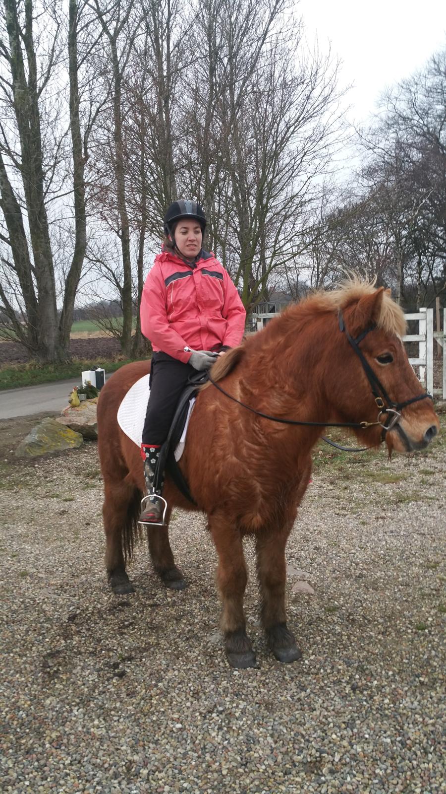 Islænder Stjarni fra Dalgården Solgt  billede 2