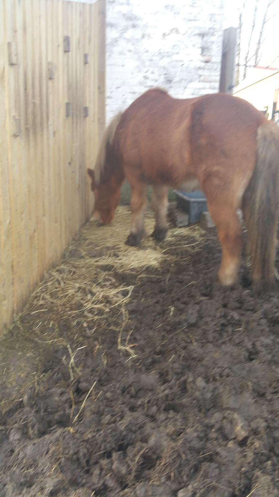 Islænder Stjarni fra Dalgården Solgt  billede 3