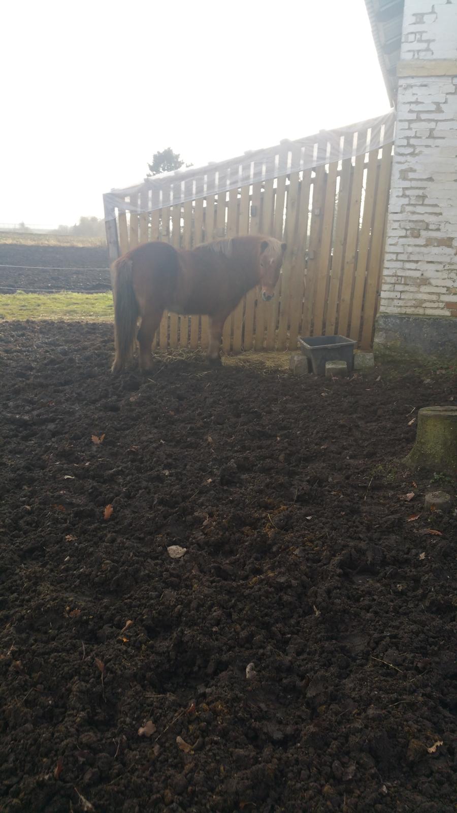 Islænder Stjarni fra Dalgården Solgt  billede 4