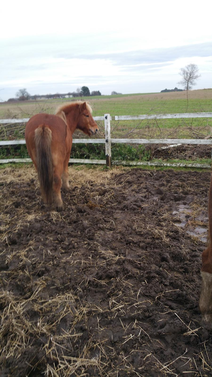 Islænder Stjarni fra Dalgården Solgt  billede 5