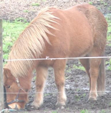 Islænder Stjarni fra Dalgården Solgt  billede 6