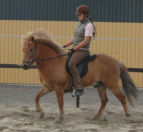 Islænder Stjarni fra Dalgården Solgt  billede 7