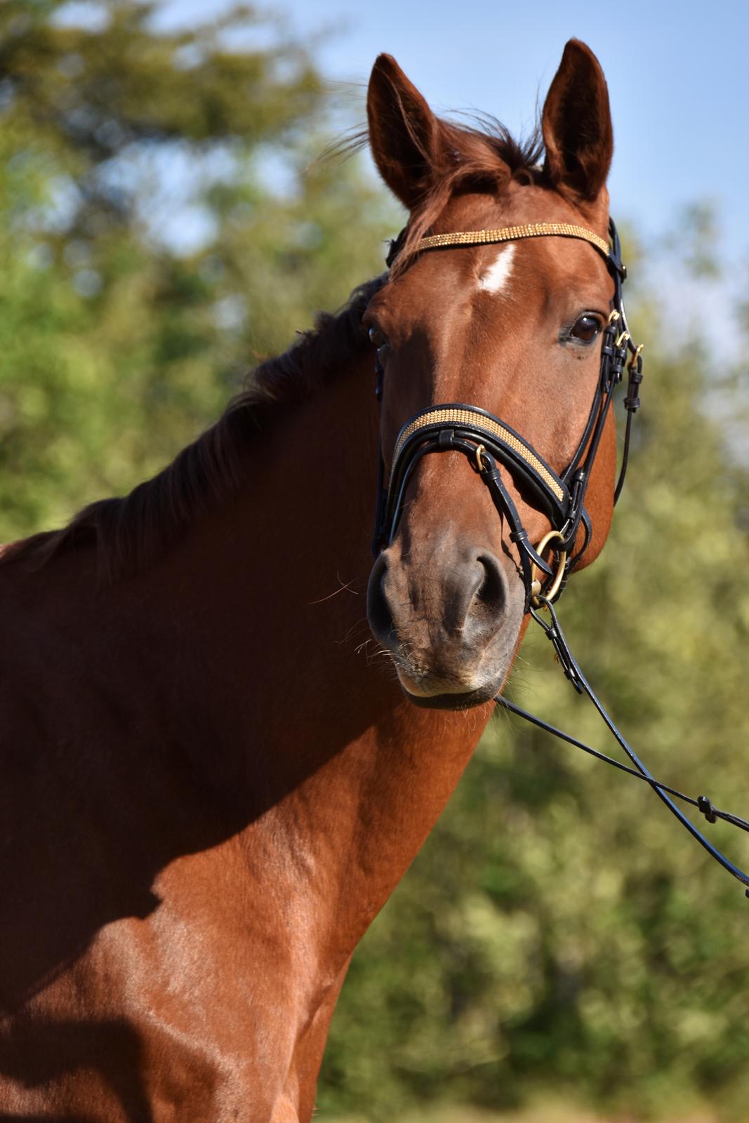 Dansk Varmblod Romio - Fotograf: Janie billede 14