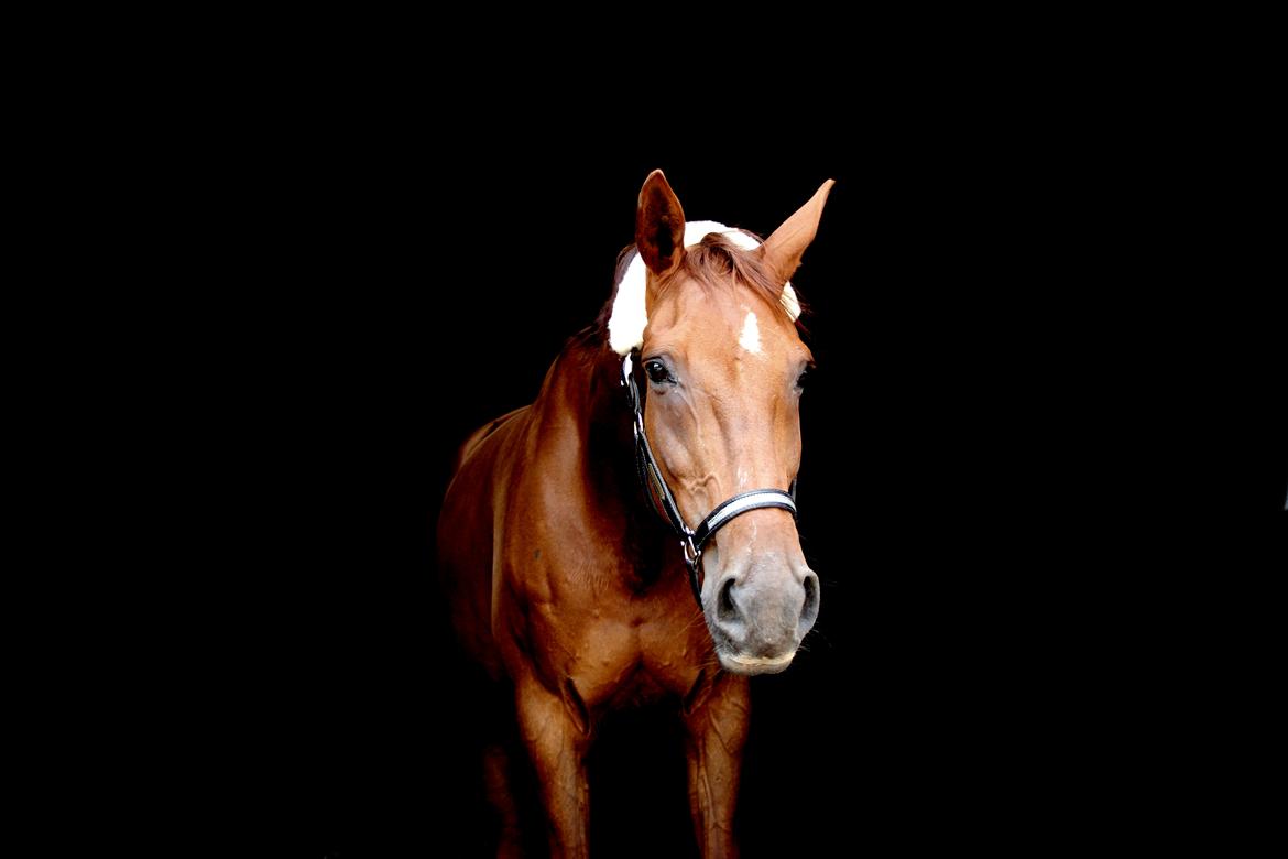 Dansk Varmblod Romio - Fotograf: Sille billede 18