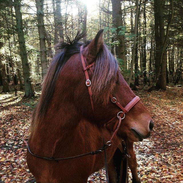 Islænder Fannar - På skovtur billede 5