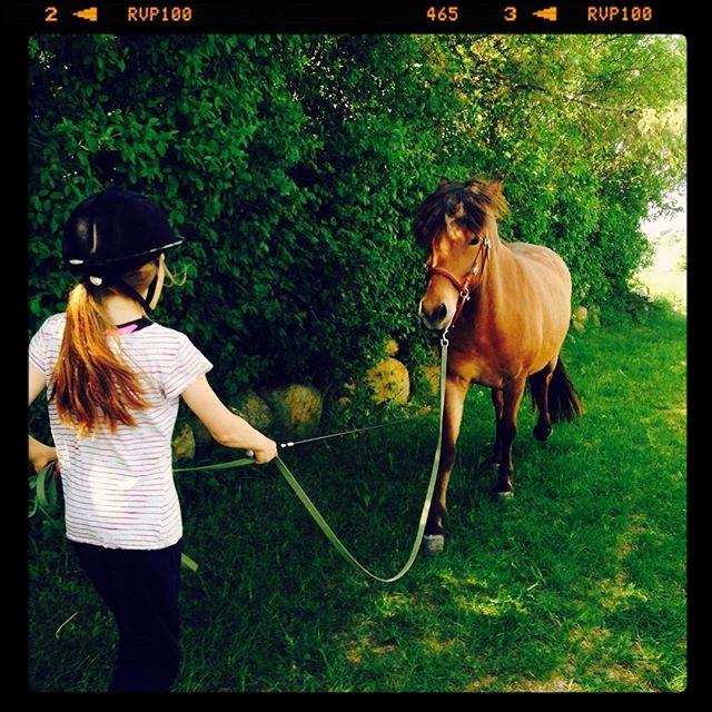 Islænder Fannar - Mere jordtræning billede 11