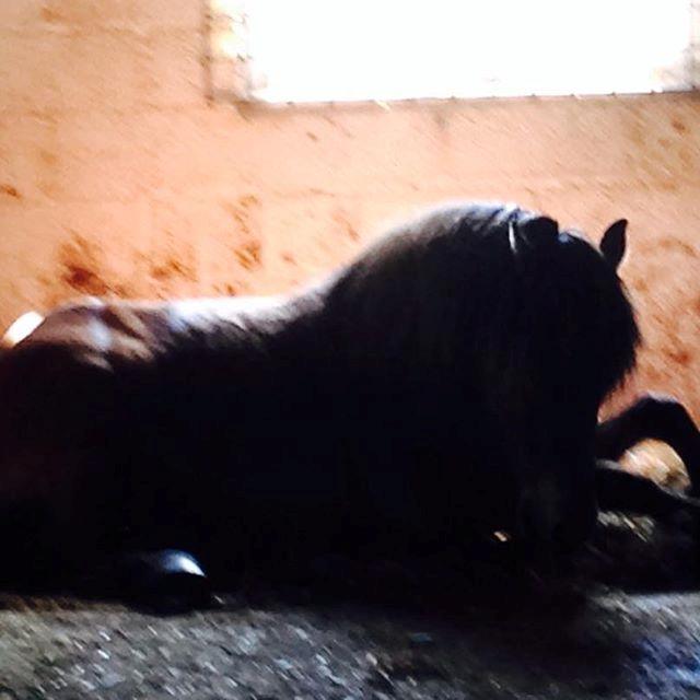 Islænder Fannar - Bassen sover... billede 18