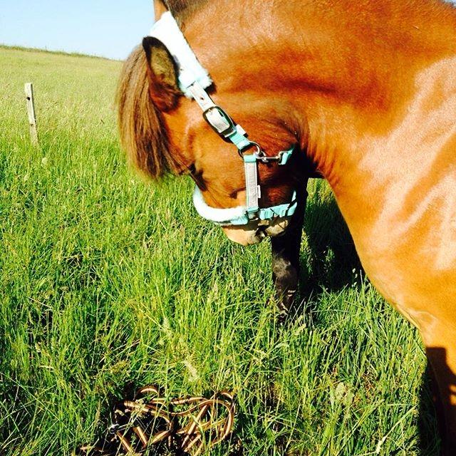 Islænder Fannar - Smukke billede 12