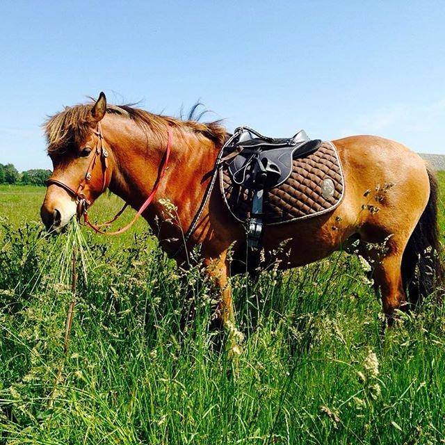 Islænder Fannar - Fannar billede 15