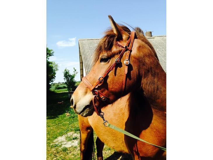 Islænder Fannar - Smukke dreng billede 3