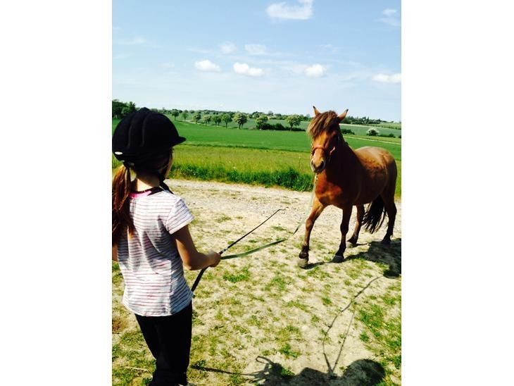 Islænder Fannar - Jordtræning billede 10