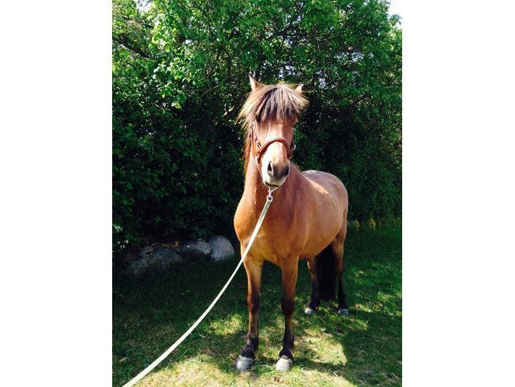 Islænder Fannar - Træning billede 16