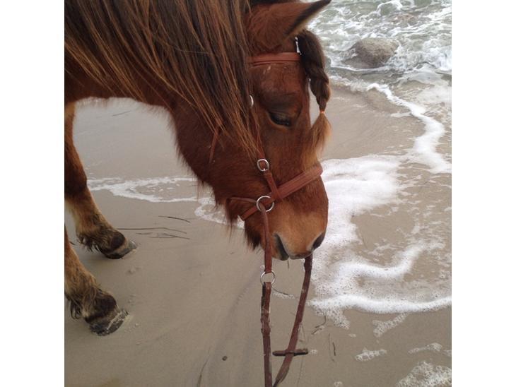 Islænder Fannar - På stranden billede 7