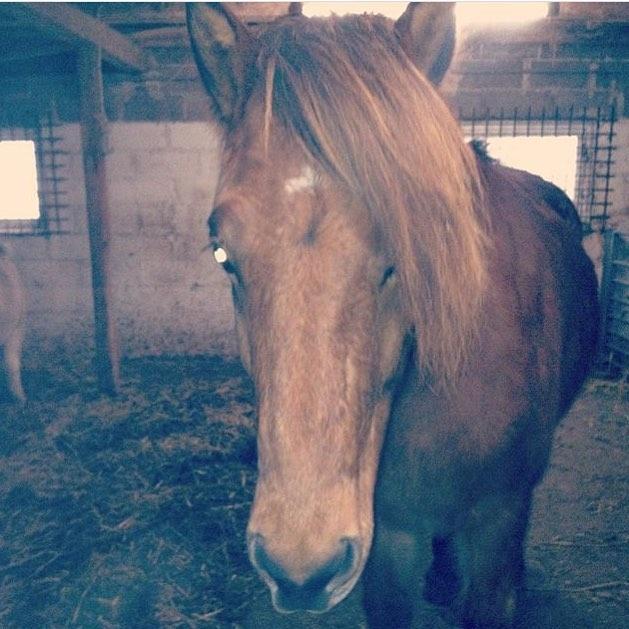 Islænder Fannar - I stalden billede 17