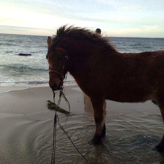 Islænder Fannar - I vandet billede 13