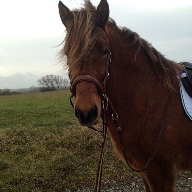 Islænder Fannar - Smukke dreng med saddel på billede 8