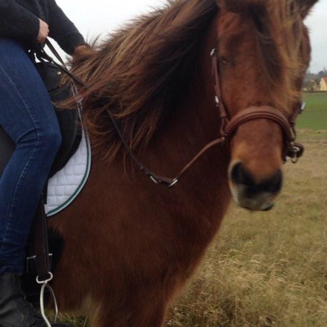 Islænder Fannar - Farvel!! billede 19