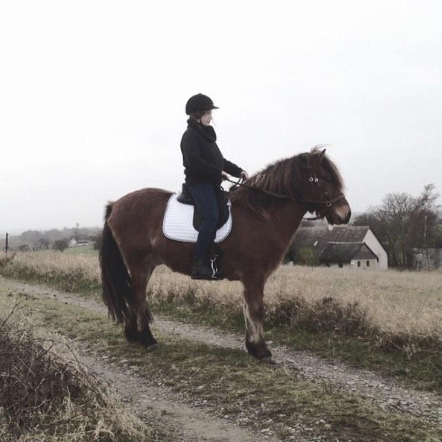 Islænder Fannar - Min mor rider ham billede 9