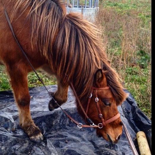 Islænder Fannar - Træning billede 14