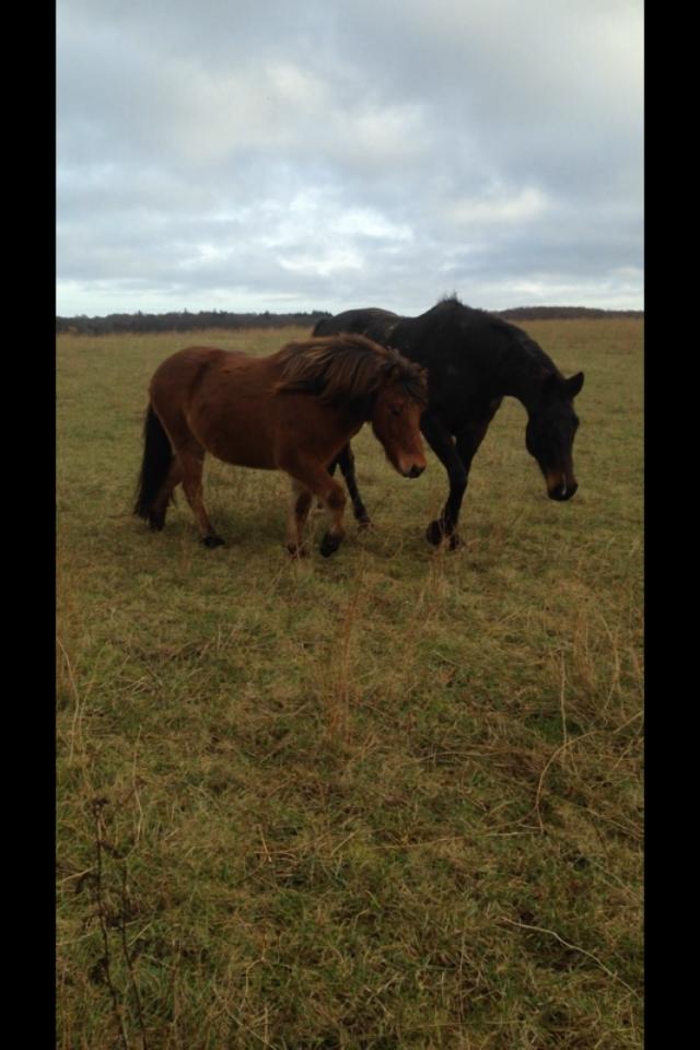 Islænder Fannar billede 20