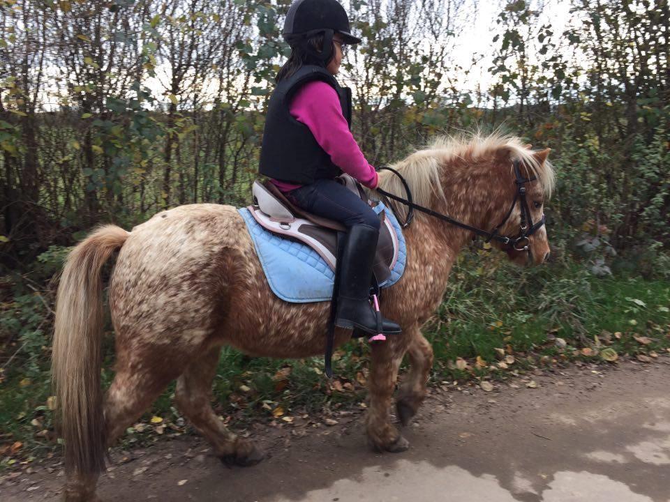 Anden særlig race Timon  - Timon og hans part på tur. Forår 2016 billede 13