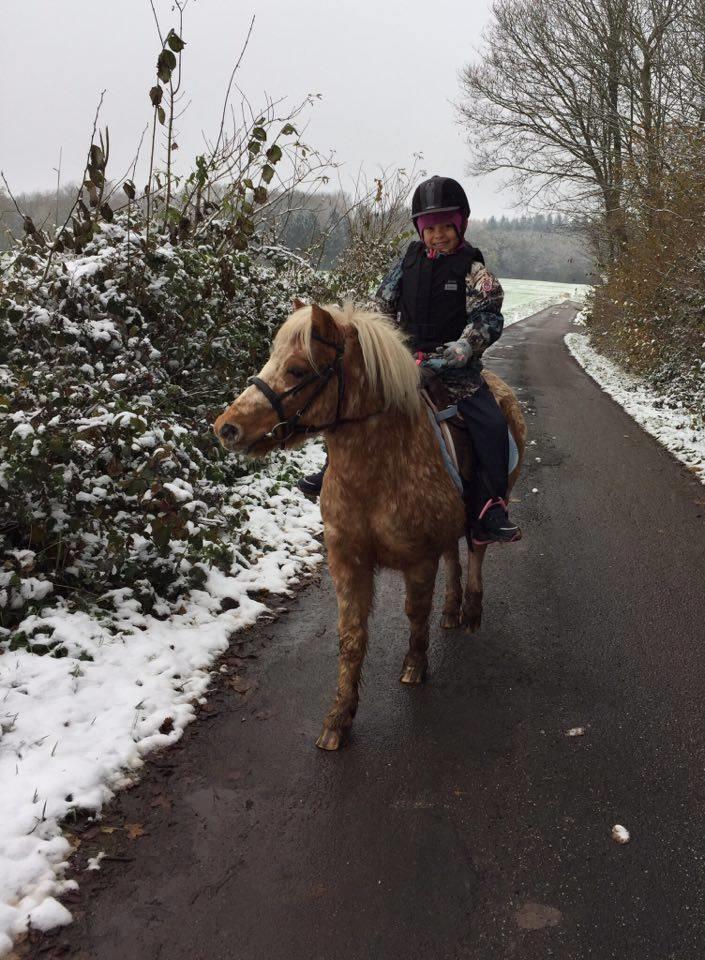 Anden særlig race Timon  - Timon og hans part på tur. vinter 2016 billede 18