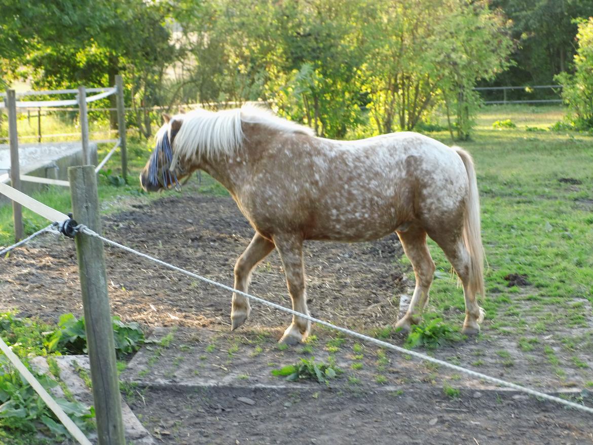 Anden særlig race Timon  - d.10 sep 2016 billede 27