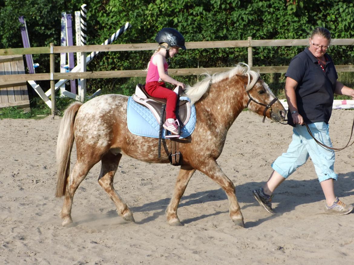 Anden særlig race Timon  - Min niece få træktur :-) efterår 2016 billede 30