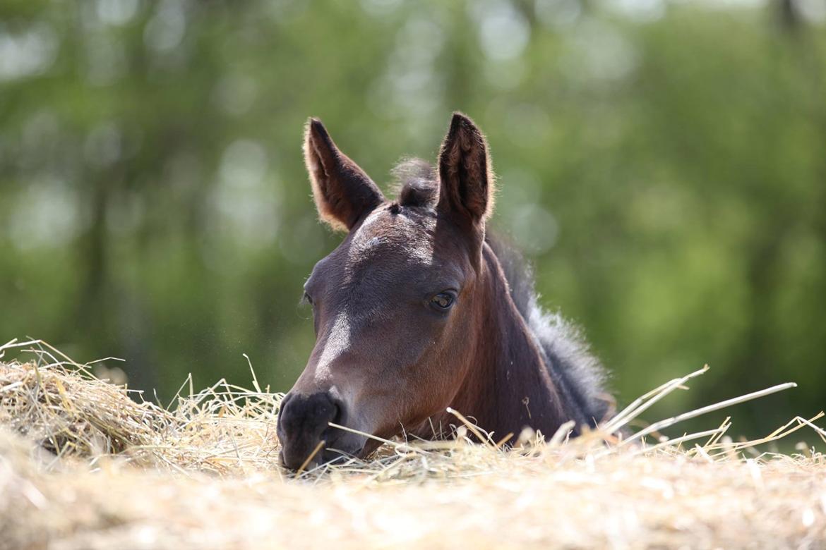Dansk Varmblod Archibald af Skanderborg - Archibald som barn! billede 9