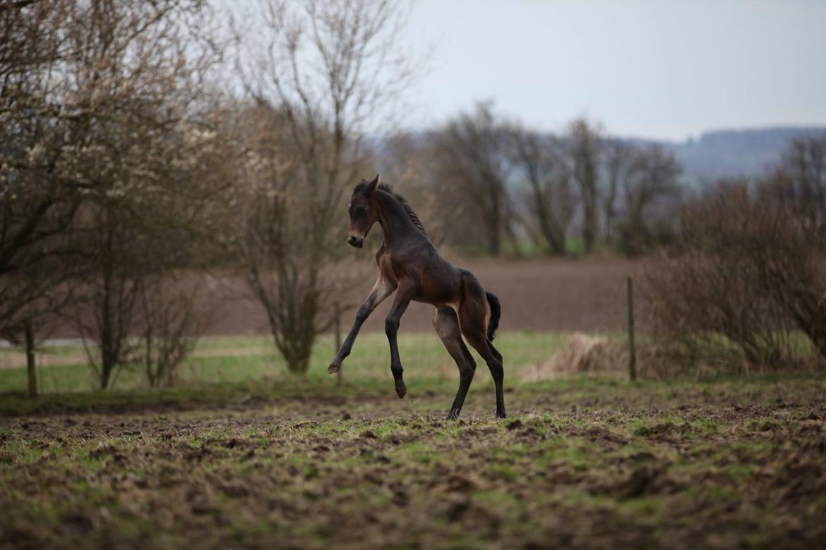 Dansk Varmblod Archibald af Skanderborg - Archibald, bare 1 uge gammel, og allerede en rigtig drengerøv! billede 8