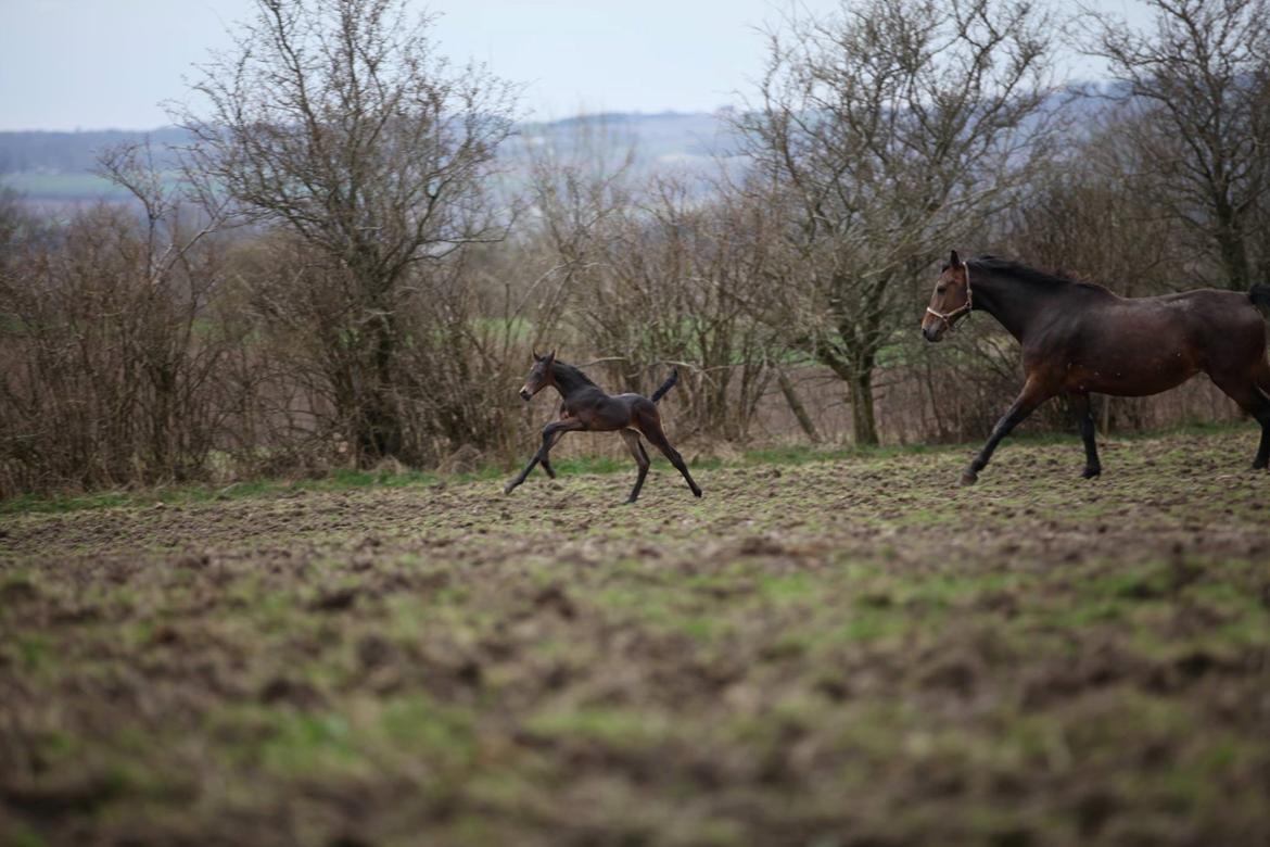 Dansk Varmblod Archibald af Skanderborg - bare 1 uge gammel, og der er allerede fuld knald på billede 10