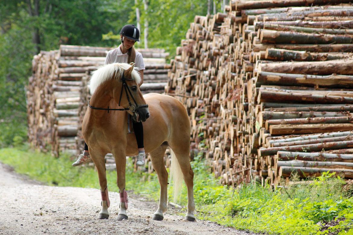 Haflinger Frida - 25/6-16 | 1 års dag med min Frida-mus <3 billede 3