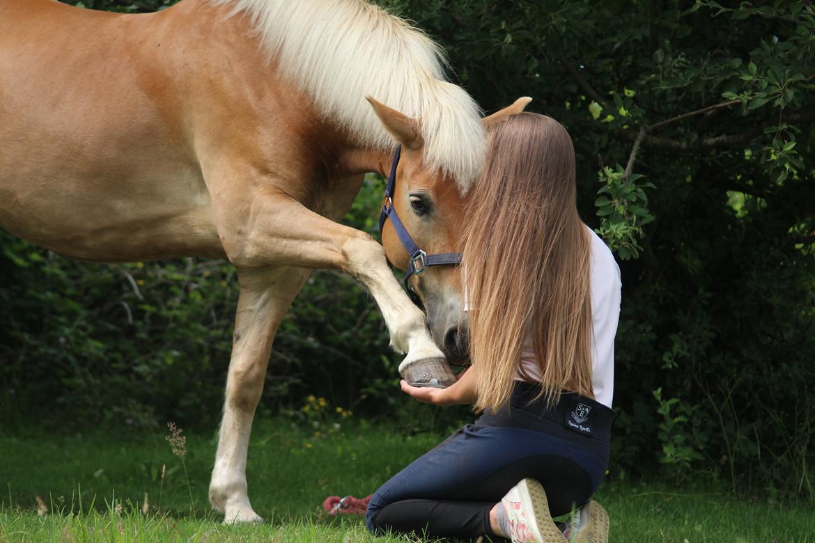 Haflinger Frida - 25/6-16 | 1 års dag med min Frida-mus <3 billede 6