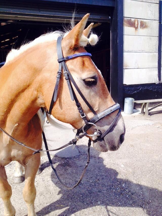 Haflinger Straus <3 hvil i fred ;( billede 14