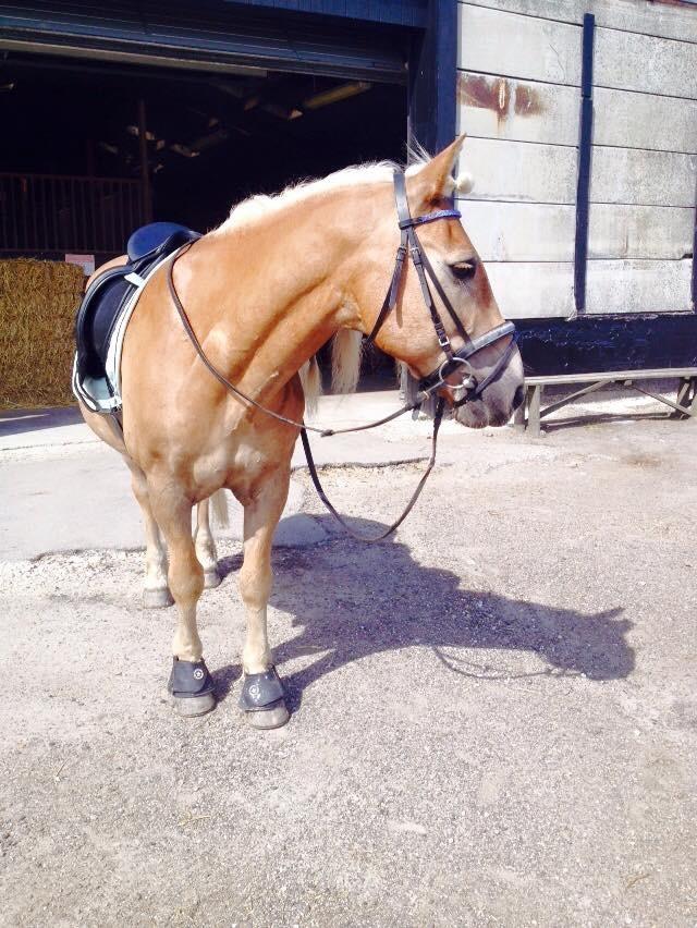 Haflinger Straus <3 hvil i fred ;( billede 15