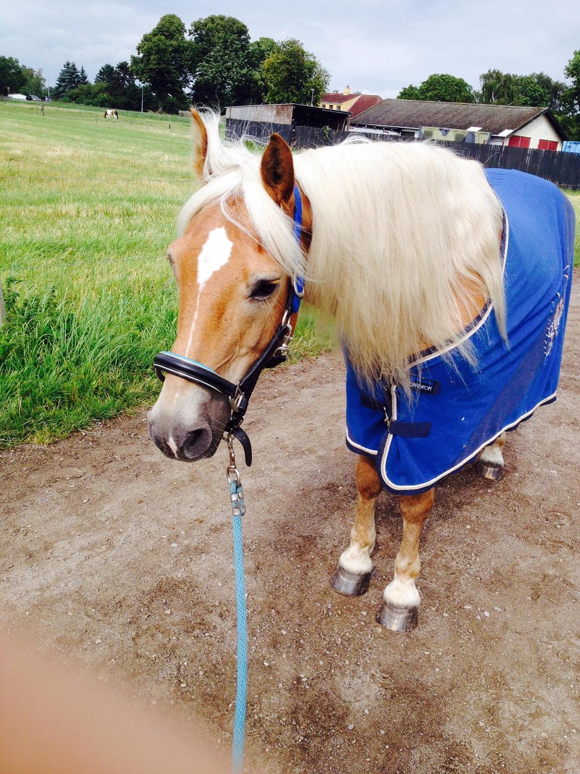Haflinger Straus <3 hvil i fred ;( billede 16
