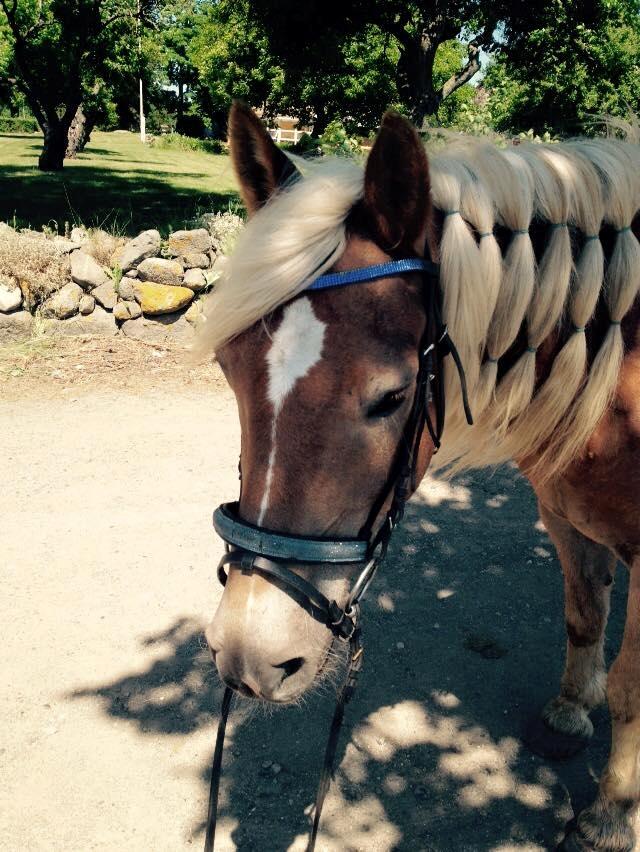 Haflinger Straus <3 hvil i fred ;( billede 17