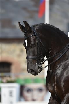 Anden særlig race Pinot Noir billede 15