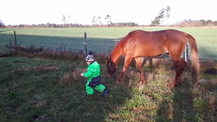 Arabisk fuldblod (OX) AWA Waseem billede 23