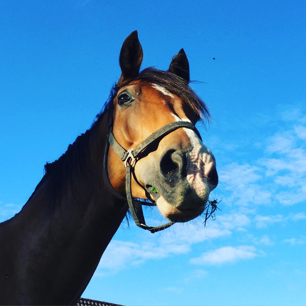 Anden særlig race Marcel Regal - Nulle i sommers. billede 2