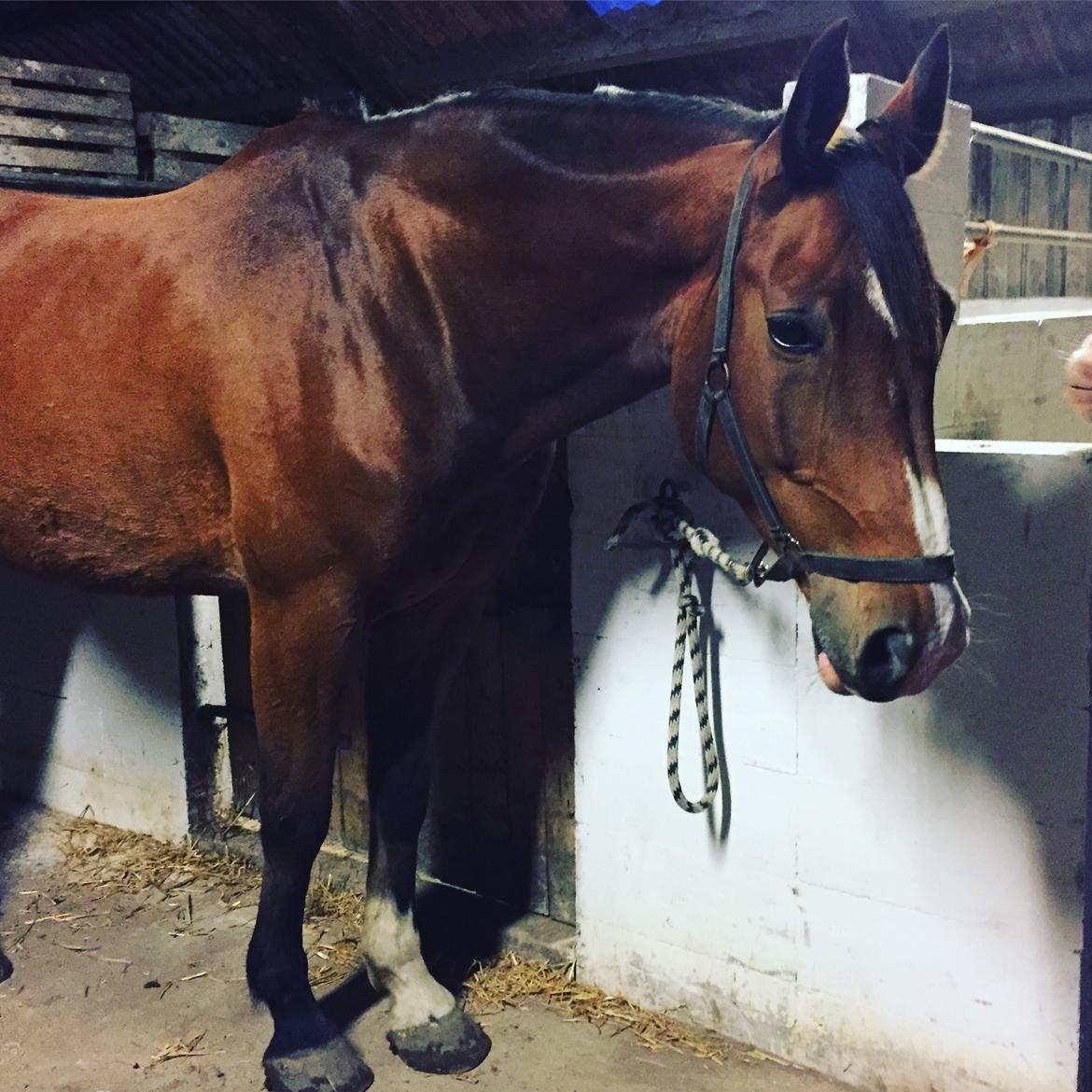 Anden særlig race Marcel Regal - Hygge på staldgangen billede 5