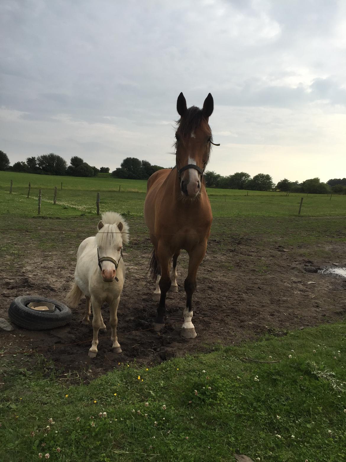 Anden særlig race Marcel Regal - Nulle og Effy billede 6