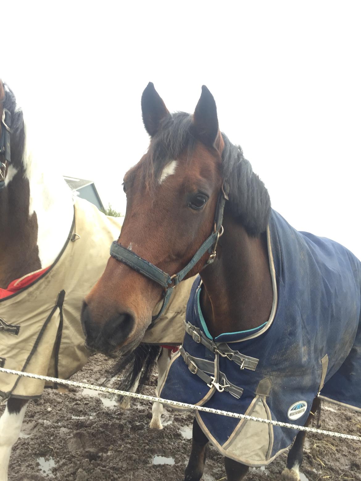 Anden særlig race Saginex billede 1