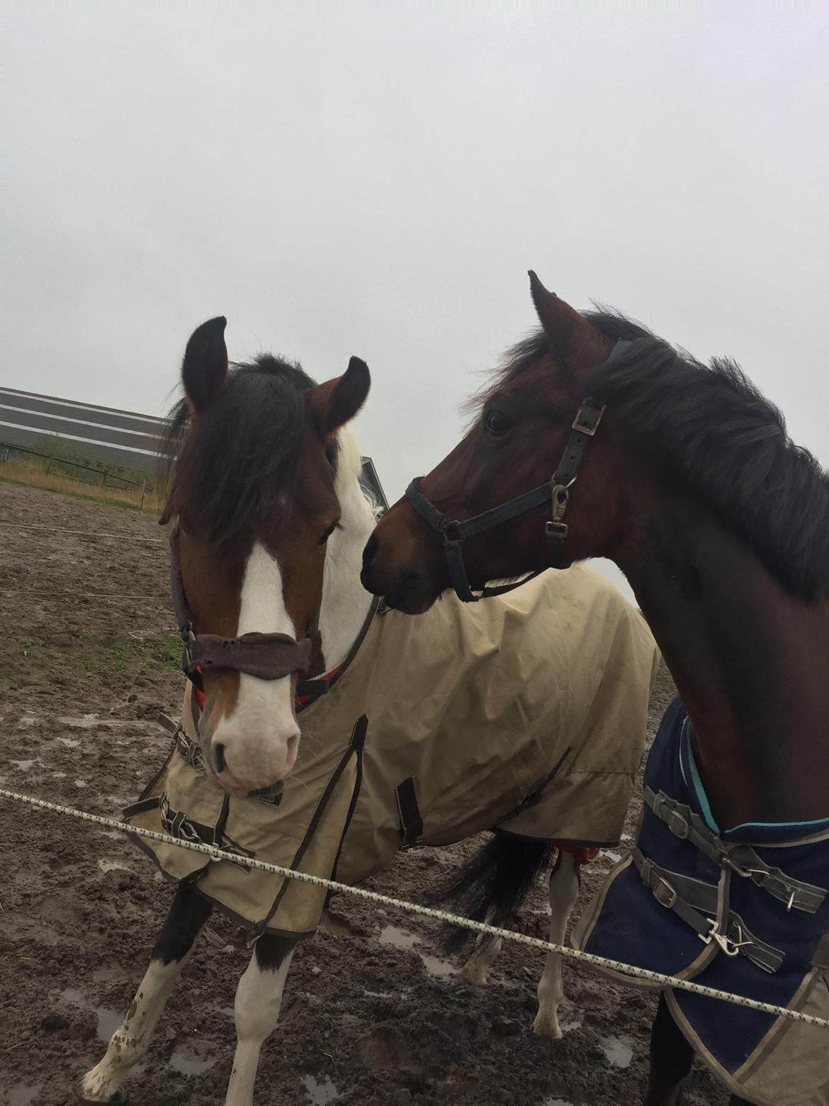 Anden særlig race Saginex billede 2