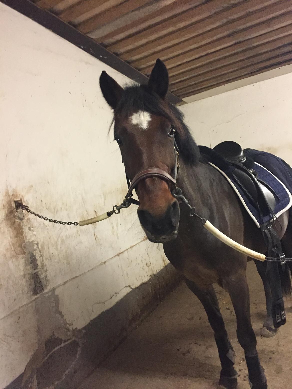 Anden særlig race Saginex billede 5