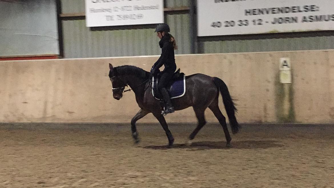 Anden særlig race Saginex billede 6