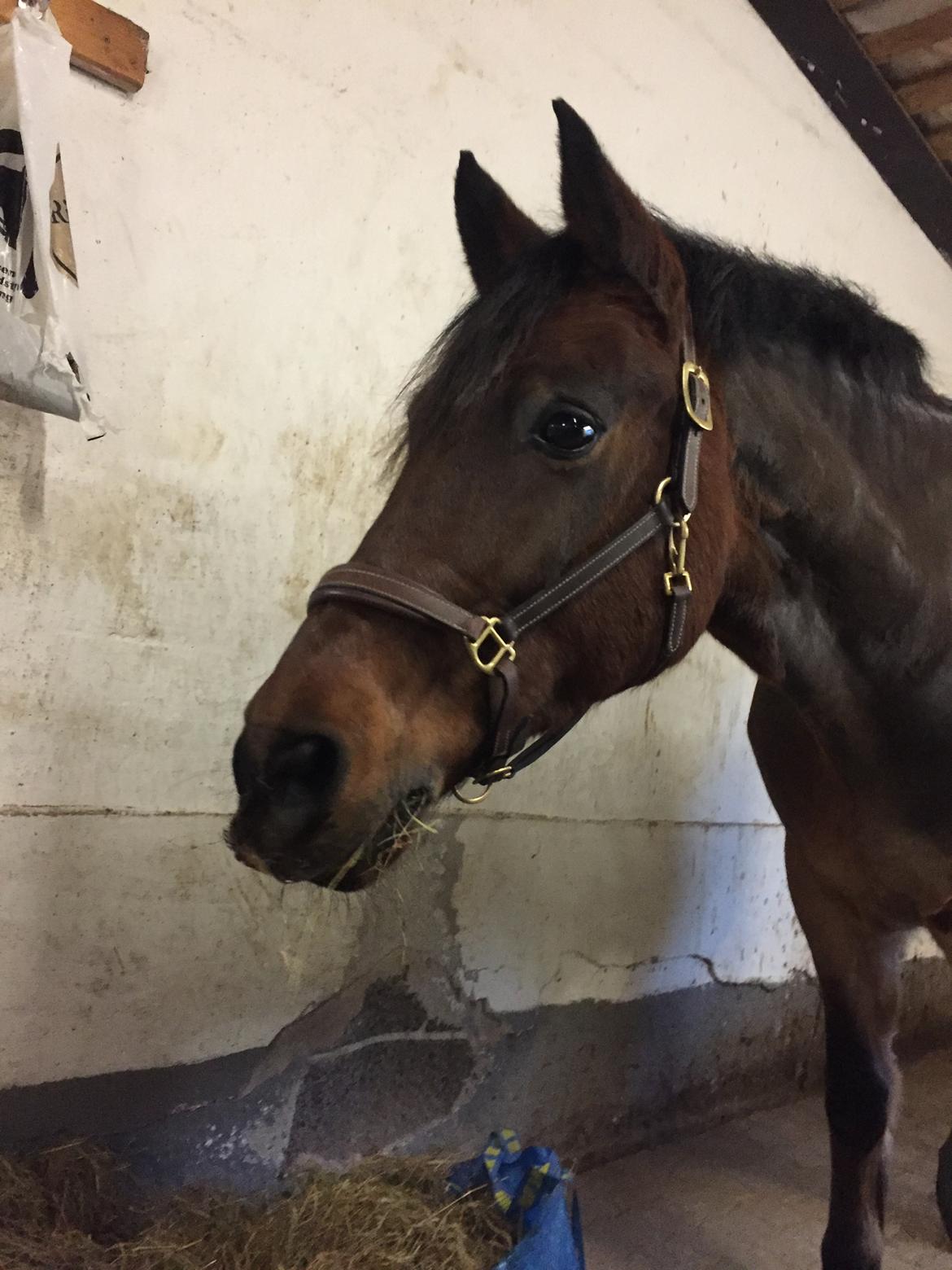 Anden særlig race Saginex billede 4