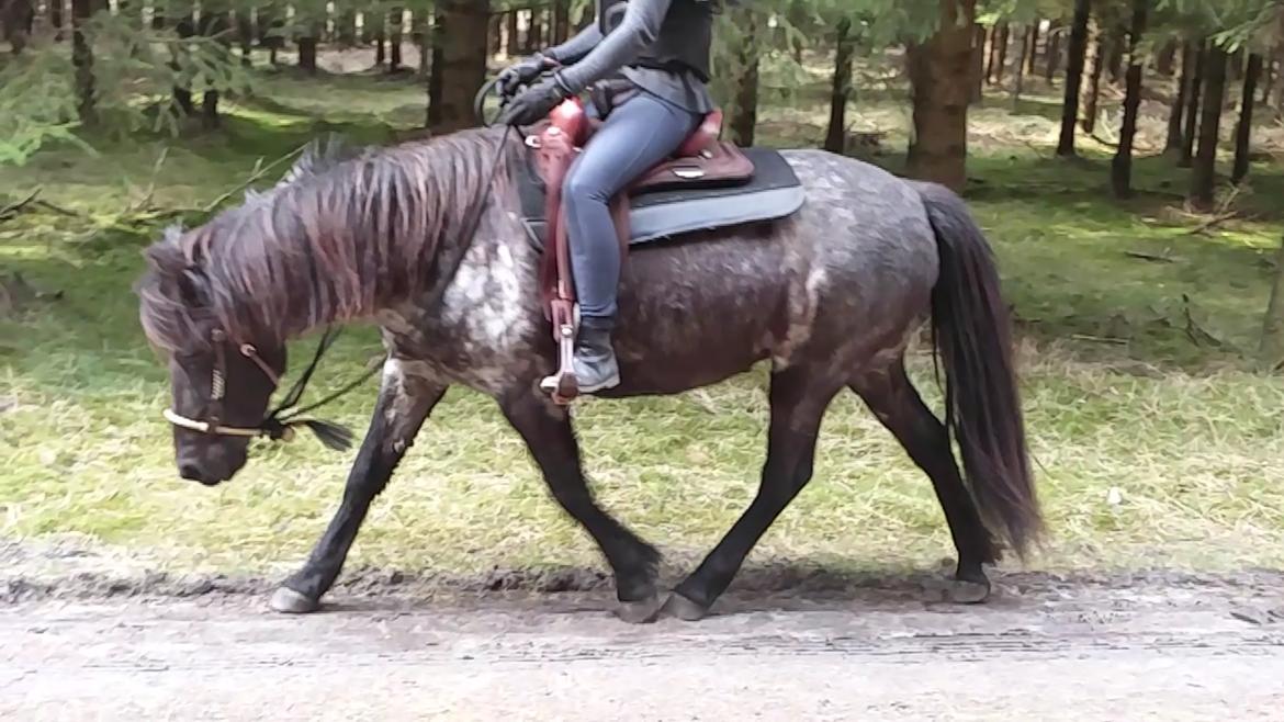 Islænder Mini Madsen - En tur i skoven i westernoutfittet, som dog er solgt nu! billede 14