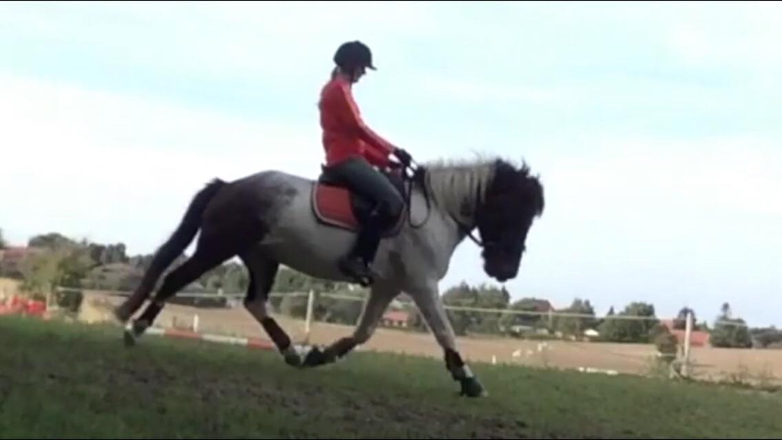 Islænder Aslan billede 19