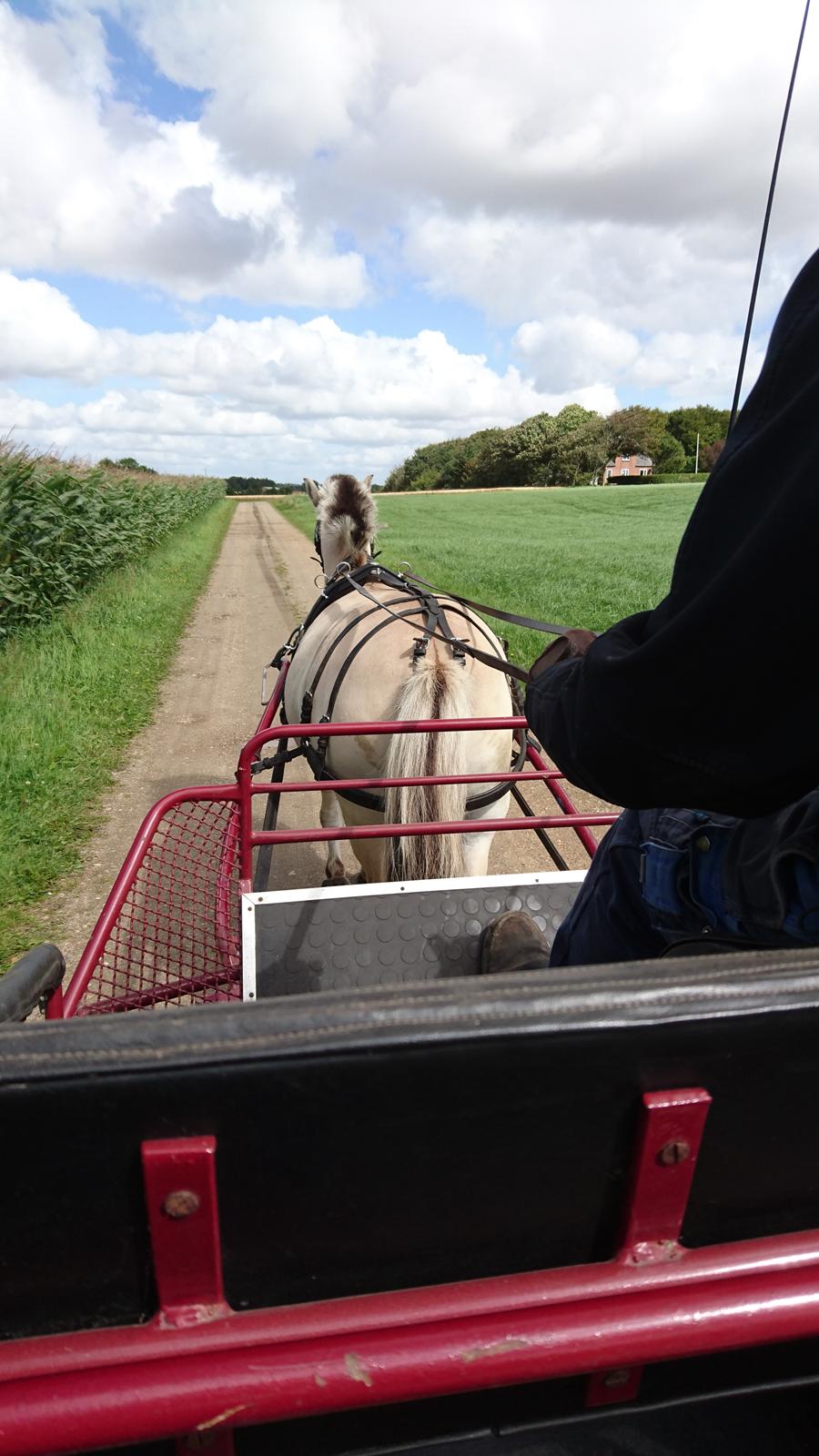 Fjordhest Rimbo møldrup billede 16